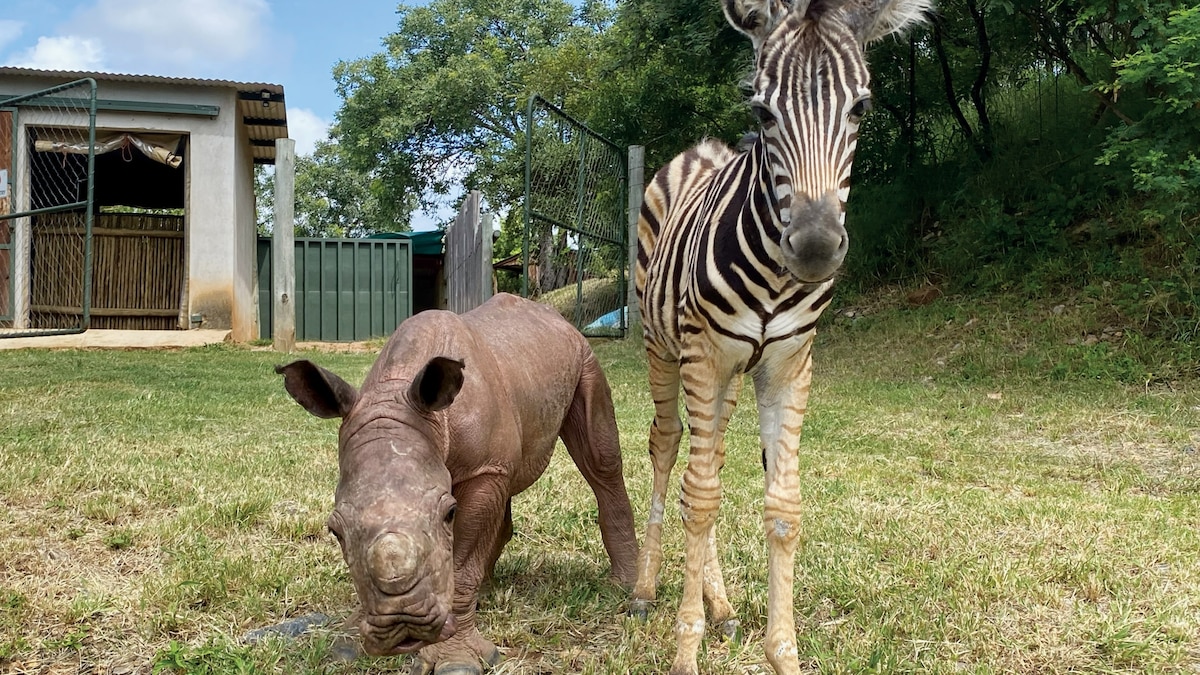 Why this rhino-zebra friendship makes perfect sense