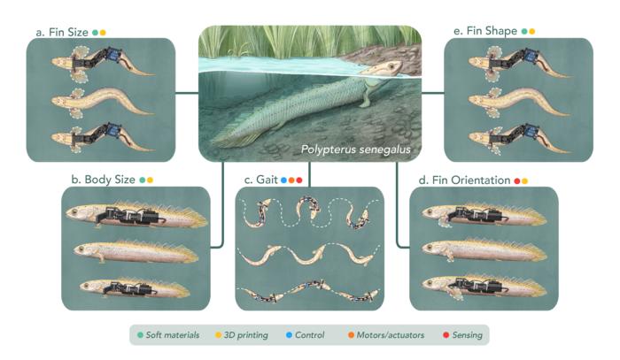 Robots That Mimic Ancient Creatures Could Recreate Key Moments in Evolution