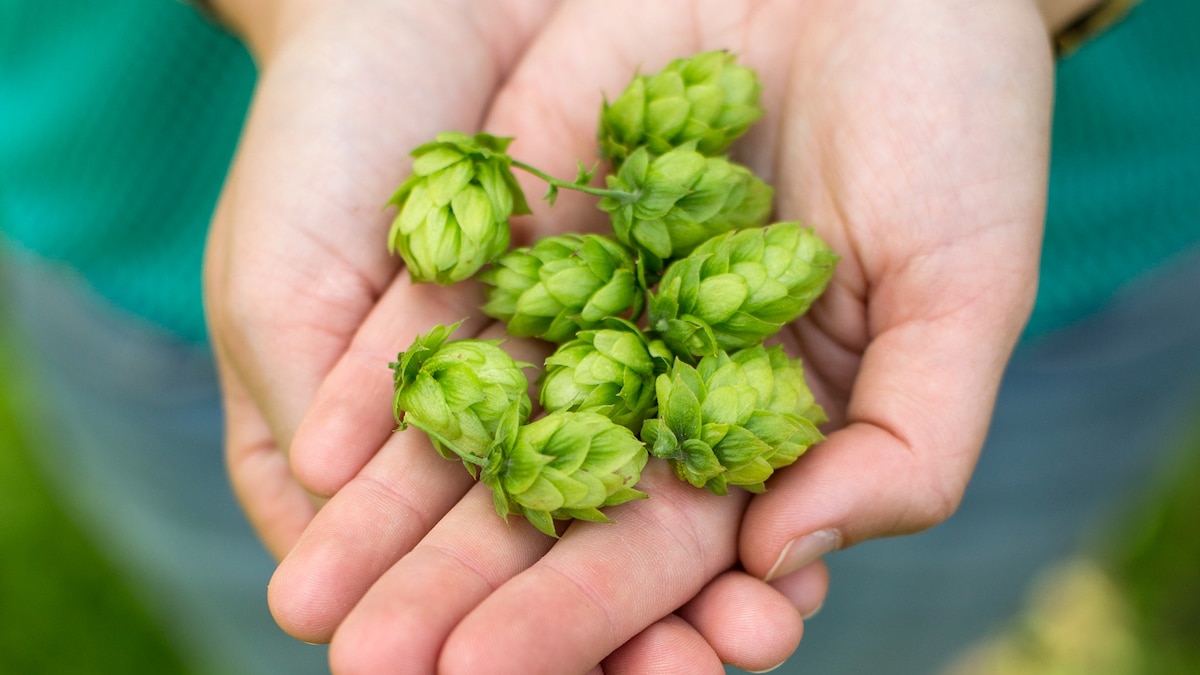 Beer’s secret superpower? Here are the health benefits of hops