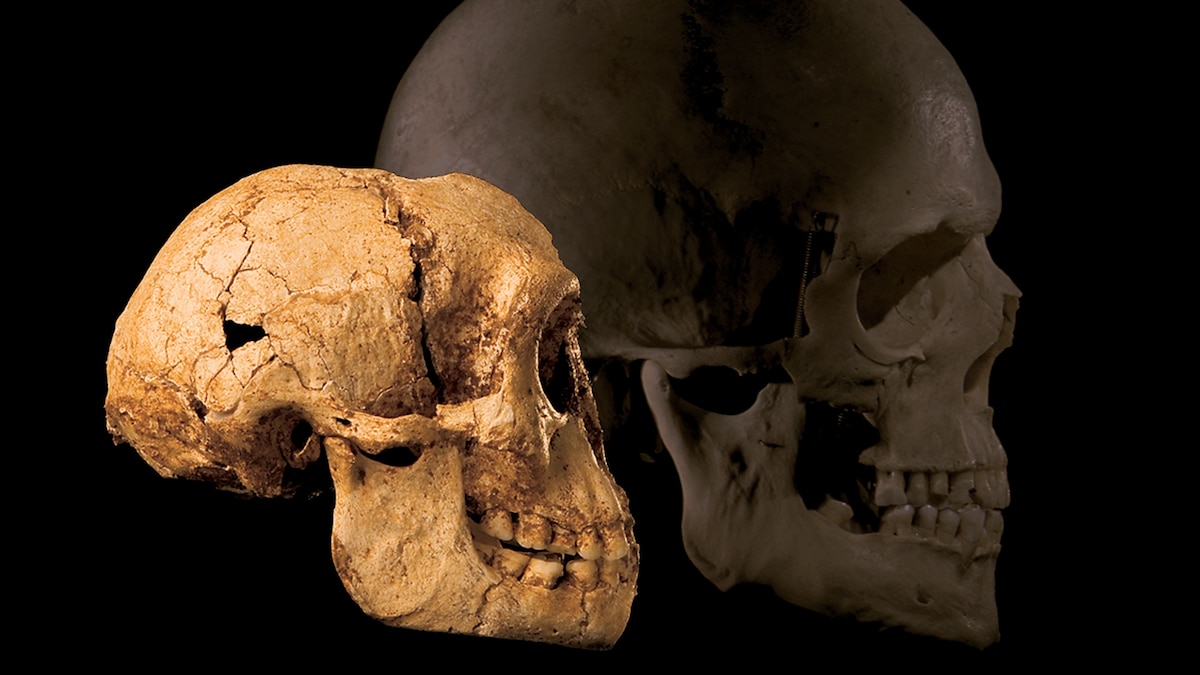 Who were the Flores ‘hobbits’? Here’s what we know about this ancient human species