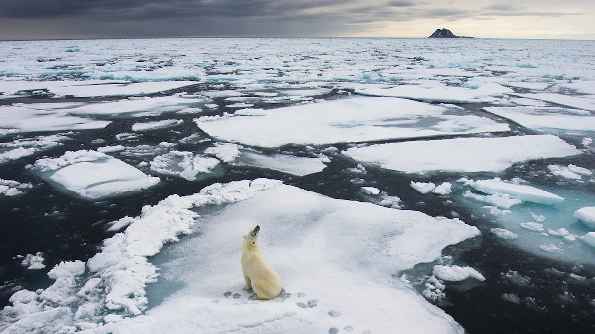 Polar bears live on ice—but new conditions are injuring them