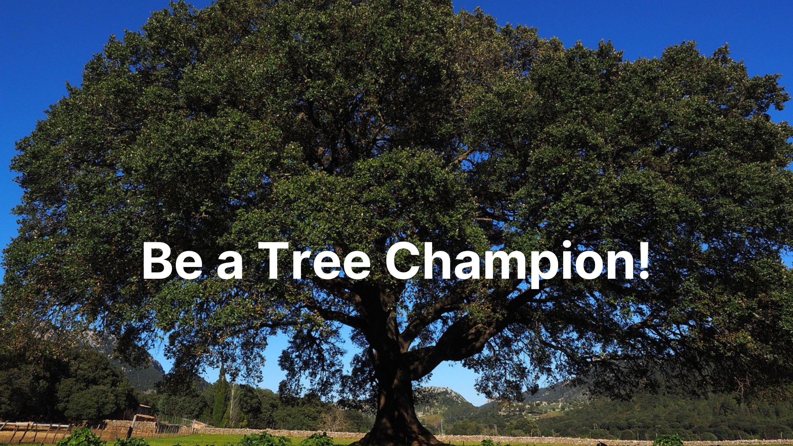 Be a Tree Champion