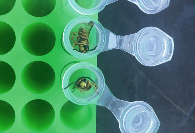 Wasp gut microbes yield beer with extra tang